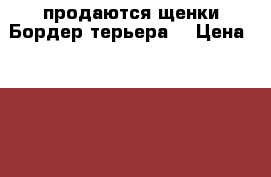 продаются щенки Бордер терьера  › Цена ­ 35 000 - Все города Животные и растения » Собаки   . Алтайский край,Рубцовск г.